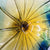 Hand Blown Murano Glass Wall Plates Wall Flowers Wall Decor for Wall Decoration