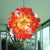 Murano glass suspension lights.jpg