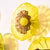 Blossoming Sunflower 2 Layers Plates Hand Blown Glass Wall Plates Art Decor Luxury Wall Hanging Plates Set